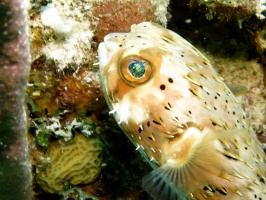 58 Butterflyfish IMG 3784